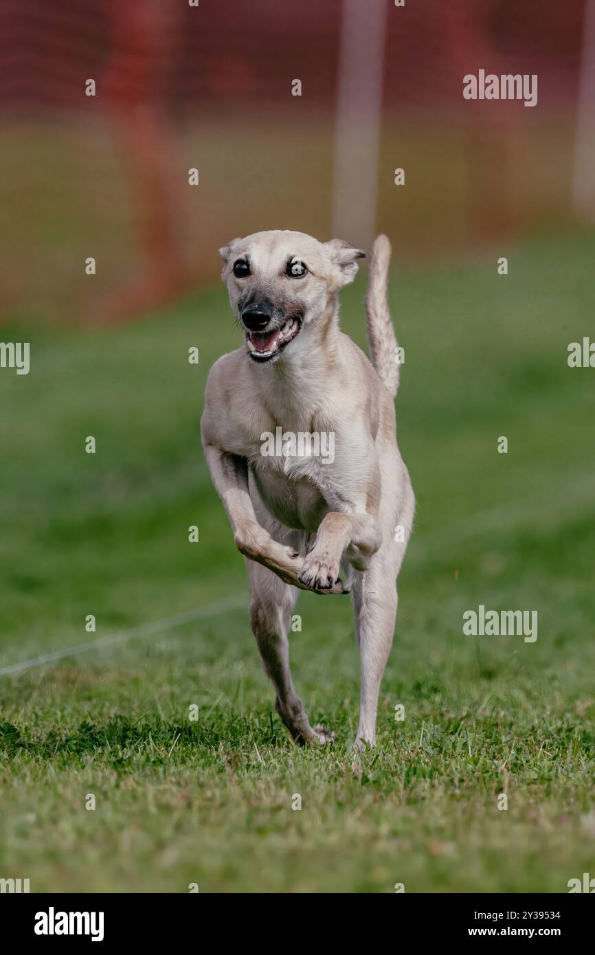 Whippet Sight Hound Running Lure Course Dog Sport Stockfoto