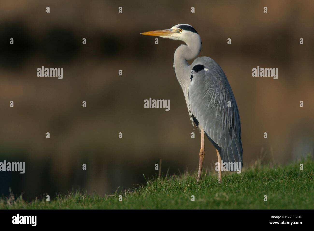 Graureiher (Ardea cinerea), sitzt an Land, Ungarn, Bacs-Kiskun Stockfoto