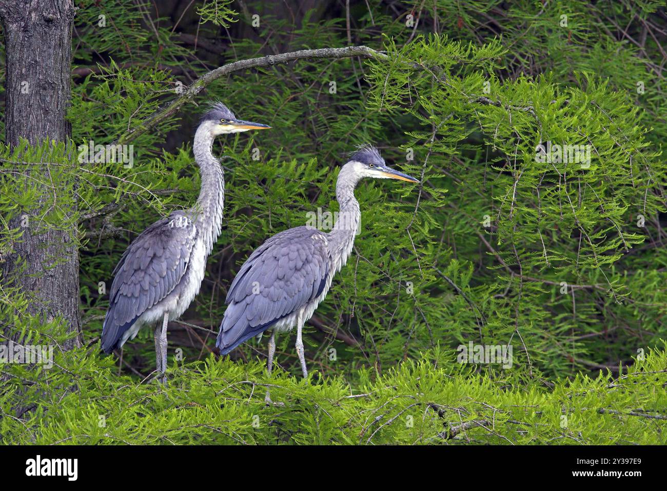 Graureiher (Ardea cinerea), zwei Reiher, die auf einer kahlen Zypresse sitzen, Ungarn, Bacs-Kiskun Stockfoto