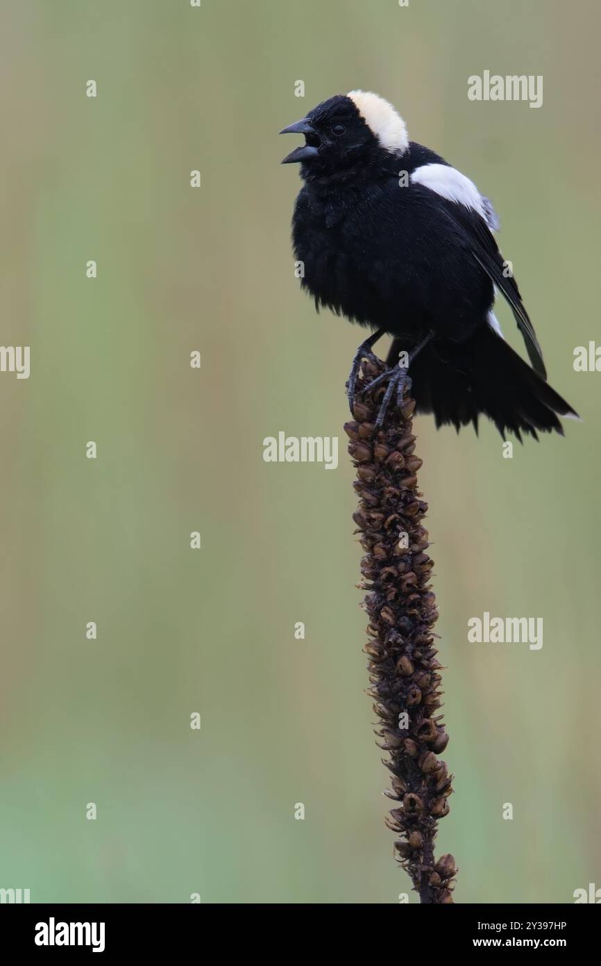 Bobolink (Dolichonyx oryzivorus), erwachsener männlicher stehend und singend, USA Stockfoto