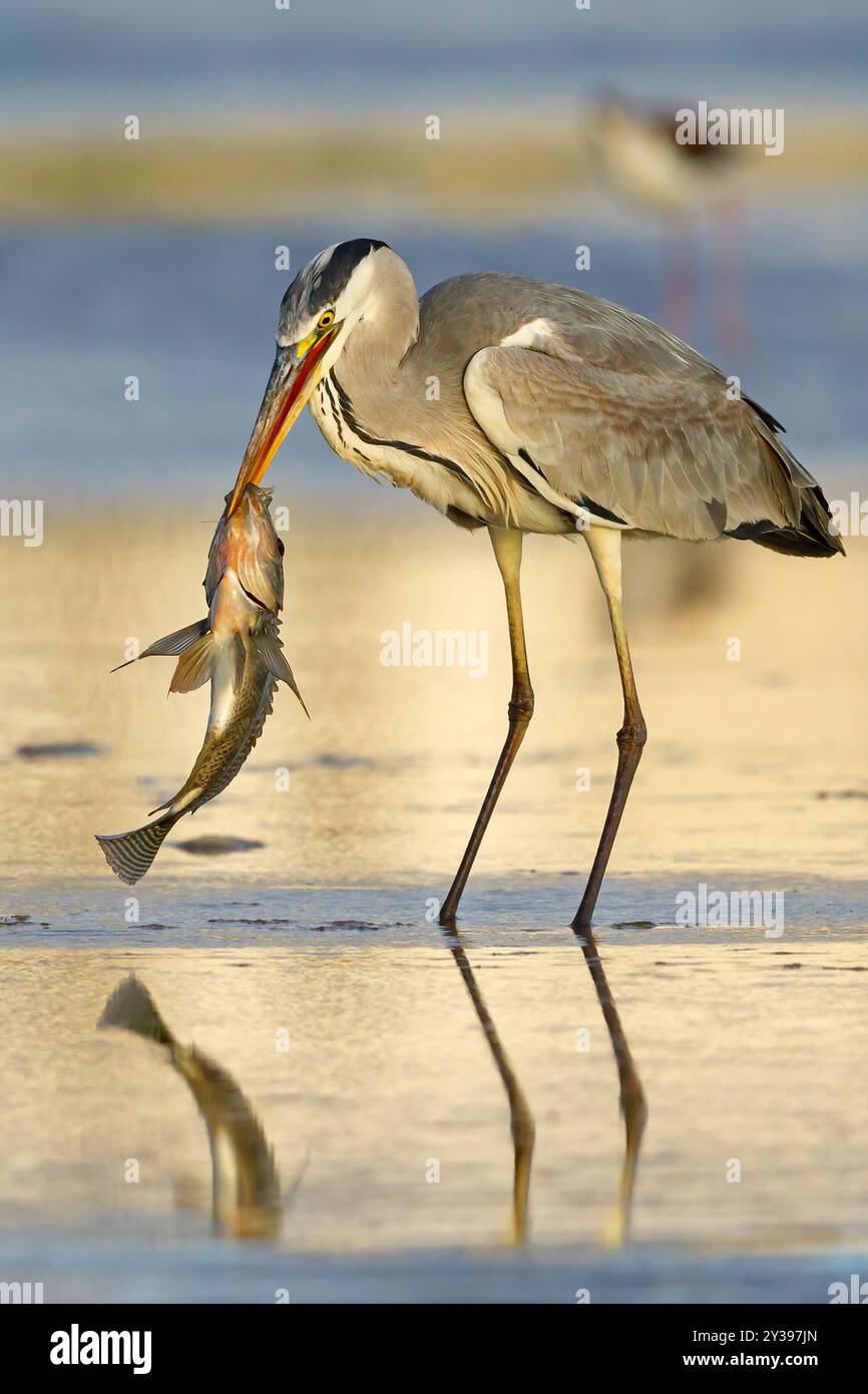 Graureiher (Ardea cinerea), steht im Wasser und hat einen Fisch gefangen, Ungarn, Bacs-Kiskun Stockfoto