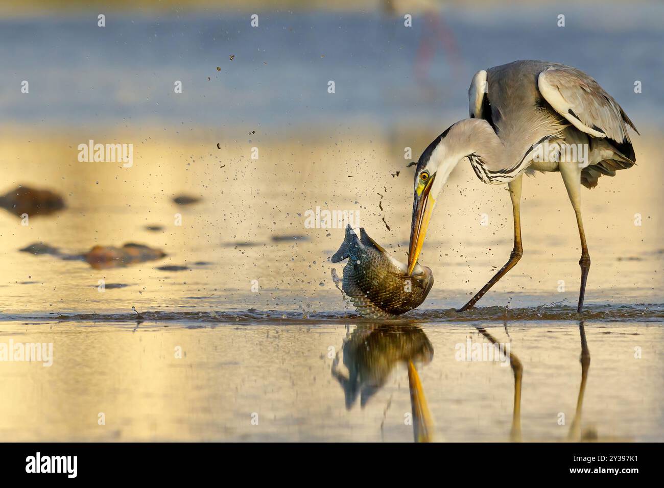 Graureiher (Ardea cinerea), steht im Wasser und hat einen Fisch gefangen, Ungarn, Bacs-Kiskun Stockfoto