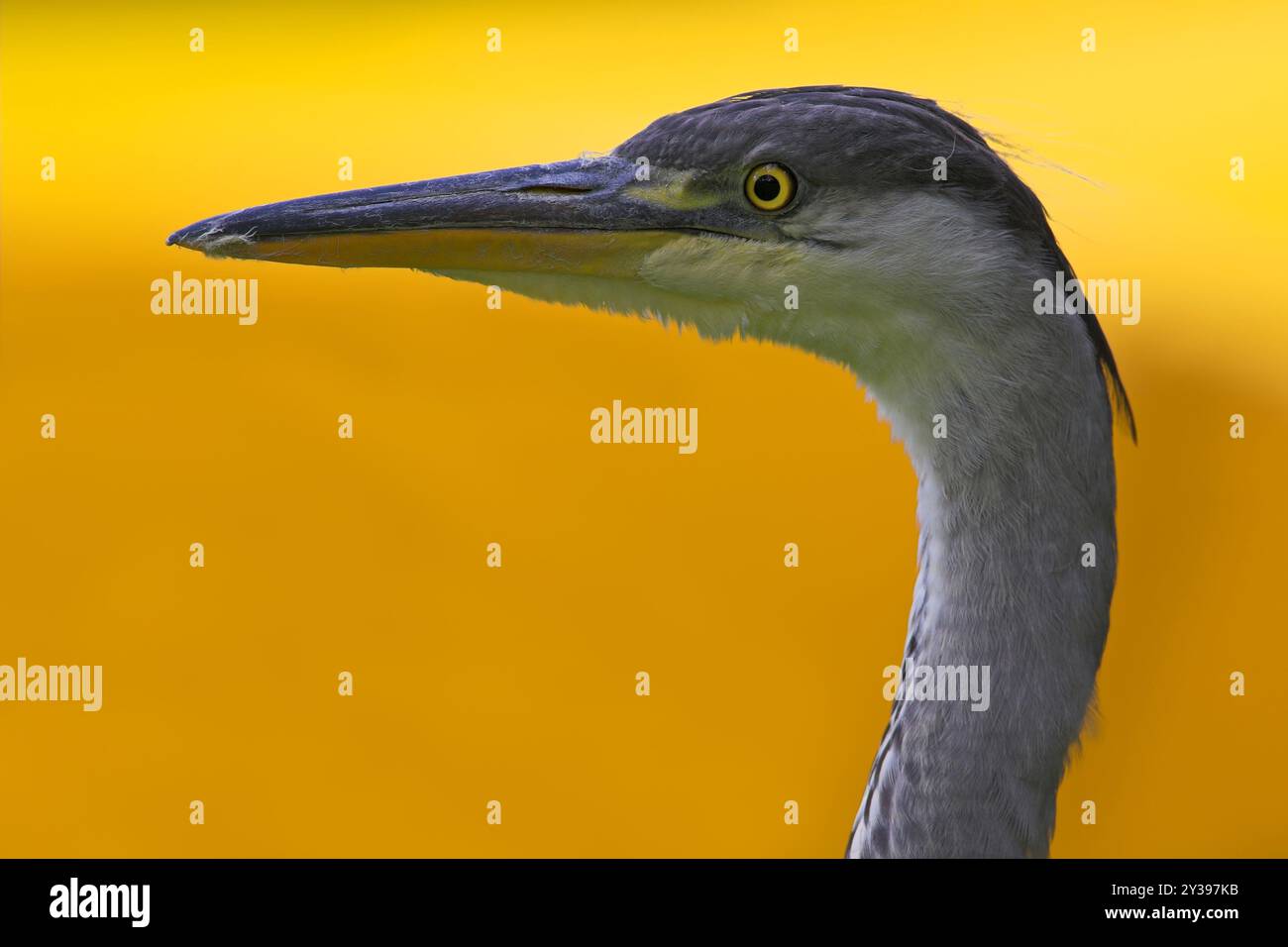 Graureiher (Ardea cinerea), Porträt bei Sonnenaufgang, Ungarn, Bacs-Kiskun Stockfoto