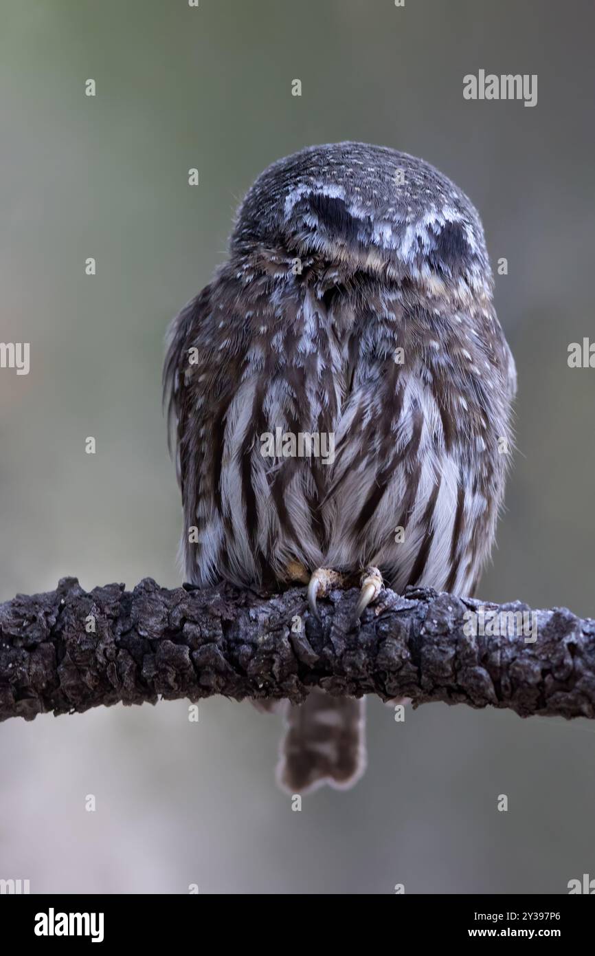 Zwergkauz (Glaucidium californicum), schlafend auf einem Ast, USA Stockfoto