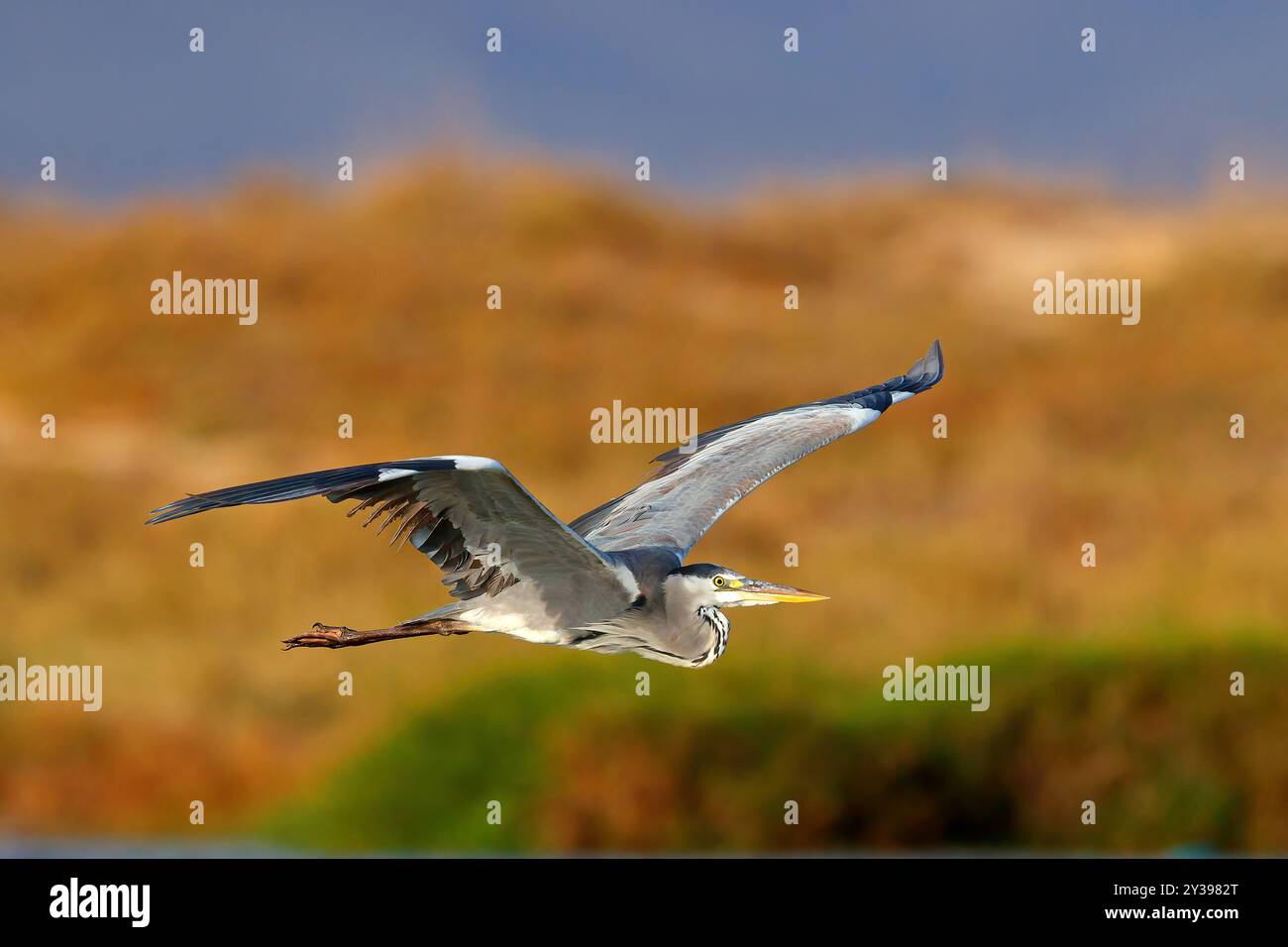 Graureiher (Ardea cinerea), im Flug, Ungarn, Bacs-Kiskun Stockfoto