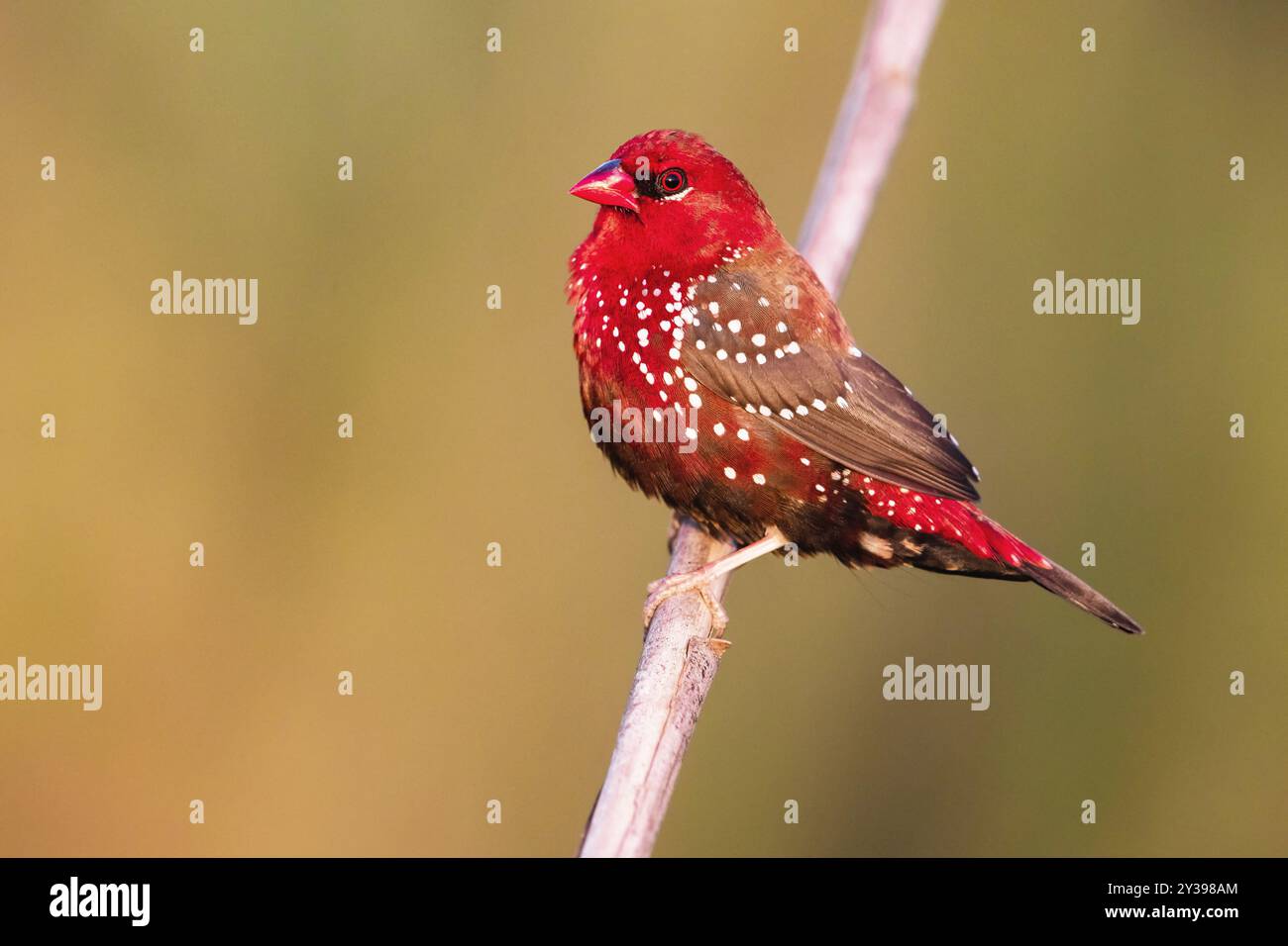 Rote Munie, roter Avadavat, erdbeerfinke (Amandava amandava), männlich auf einem Pflanzenstiel, Seitenansicht, Italien, Toskana Stockfoto