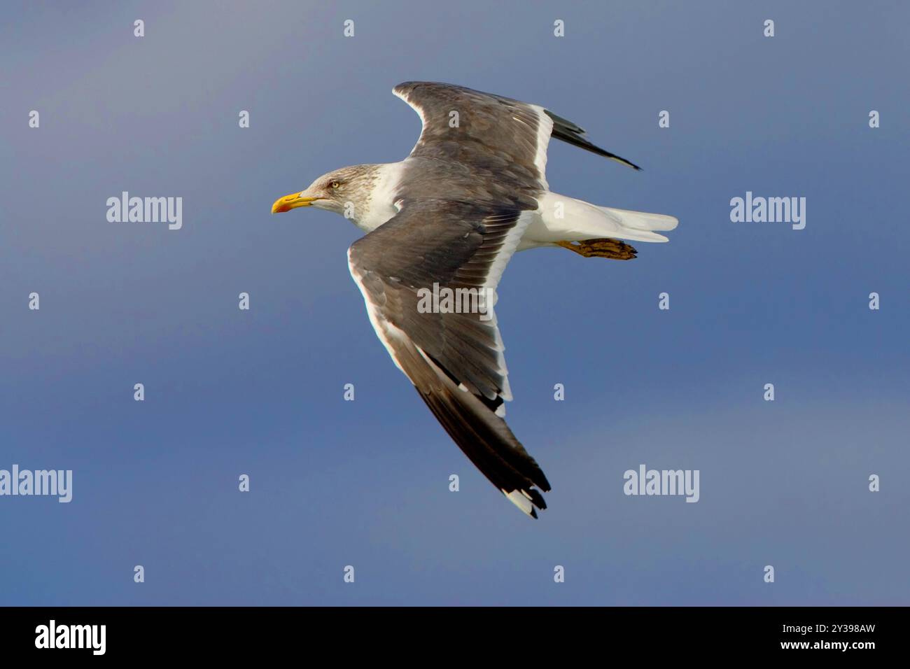 Schwarzmöwe (Larus fuscus), im Flug, Azoren, Sao Miguel Stockfoto