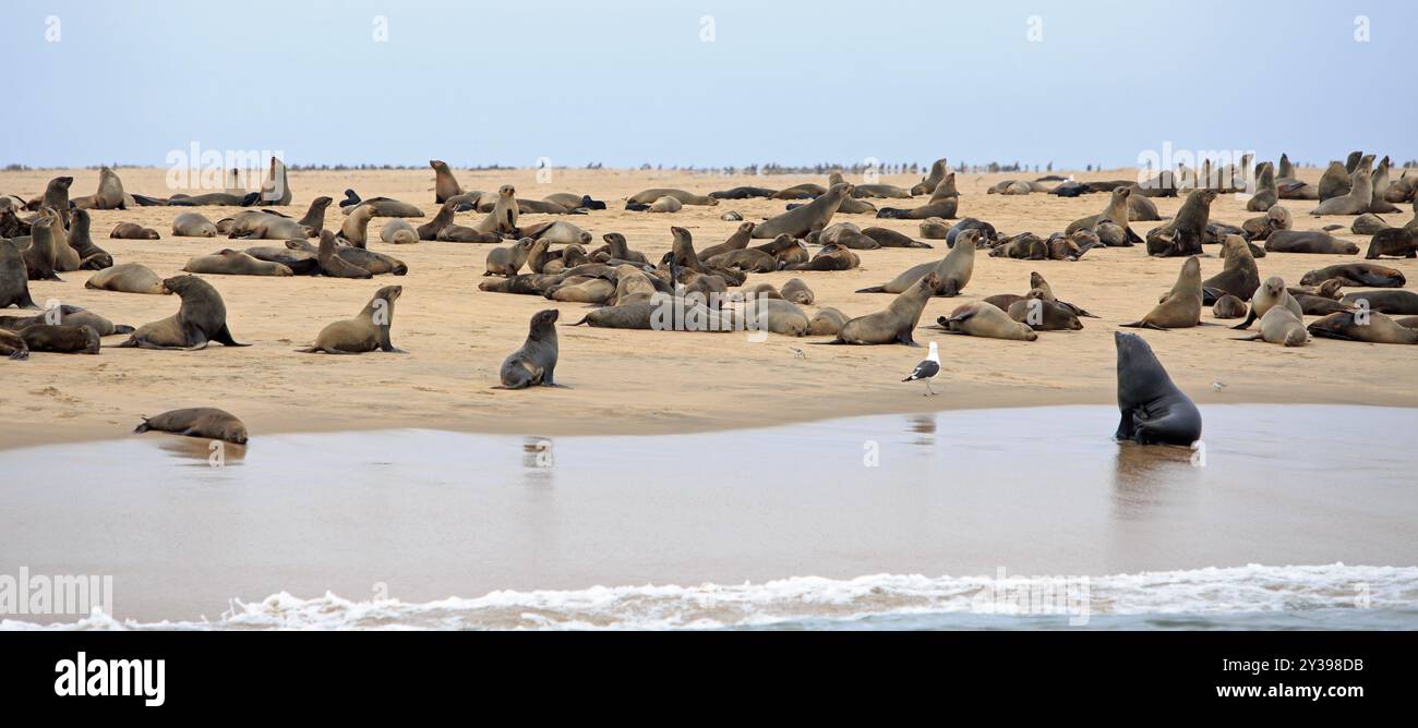 Große Cape Seal Fur Colony am Sandwich Harbour - Namibia. Sie kommen hierher, um sich zu züchten und zu gebären Stockfoto