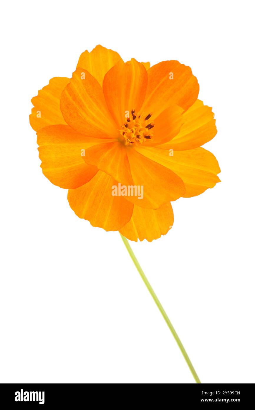 Eine Nahaufnahme der hellorangefarbenen Blume der Marigold, isoliert auf weißem Hintergrund Stockfoto