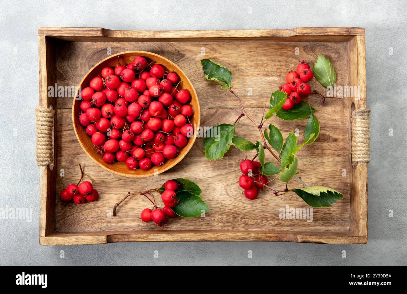 Flache Ansicht des frischen Crataegus curvisepala, Crataegus monogyna, Crataegus rhipidophylla, bekannt als gewöhnlicher Weißdorn oder einsaatiger Weißdorn frischer ber Stockfoto