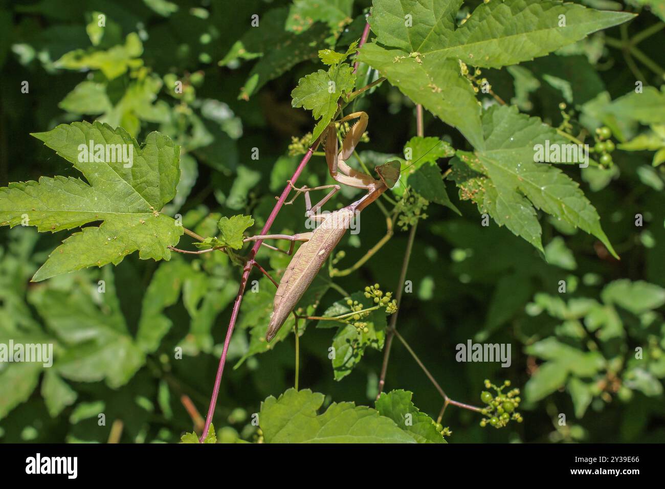 Eine fremde Mantis-Art, Brown Hierodula transkaucasica, in Belgrad, Serbien Stockfoto