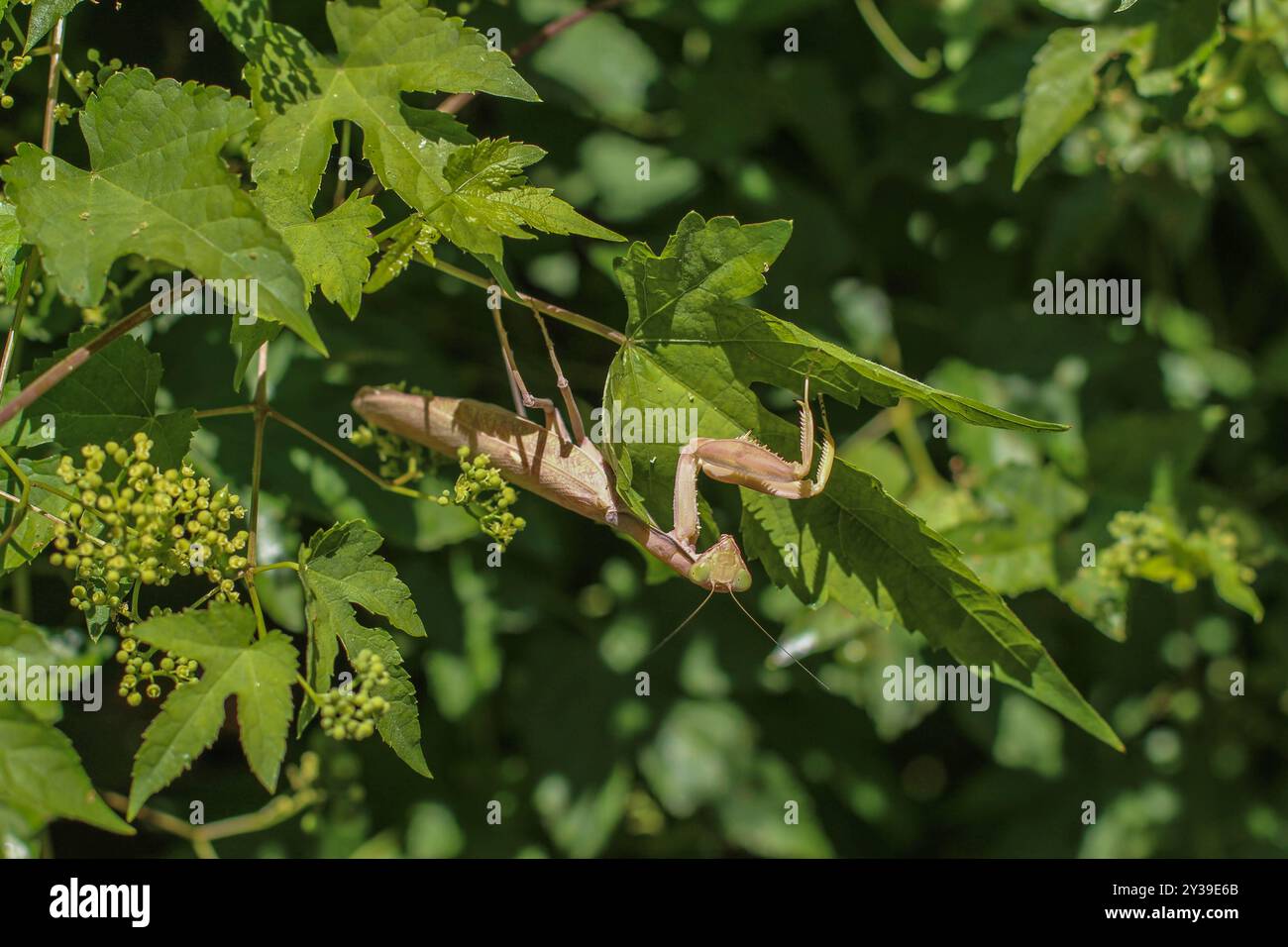 Eine fremde Mantis-Art, Brown Hierodula transkaucasica, in Belgrad, Serbien Stockfoto