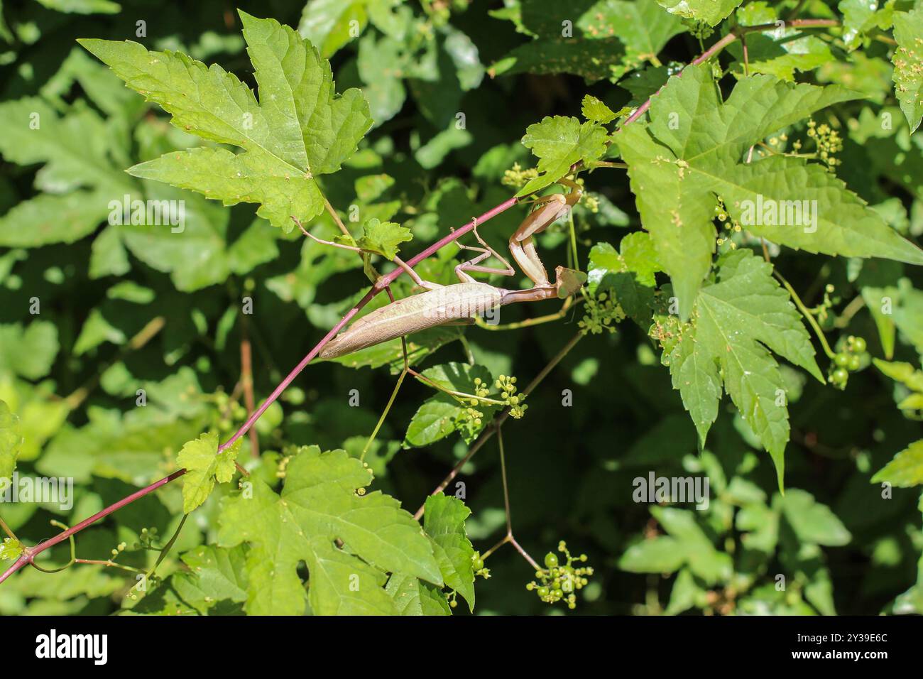 Eine fremde Mantis-Art, Brown Hierodula transkaucasica, in Belgrad, Serbien Stockfoto