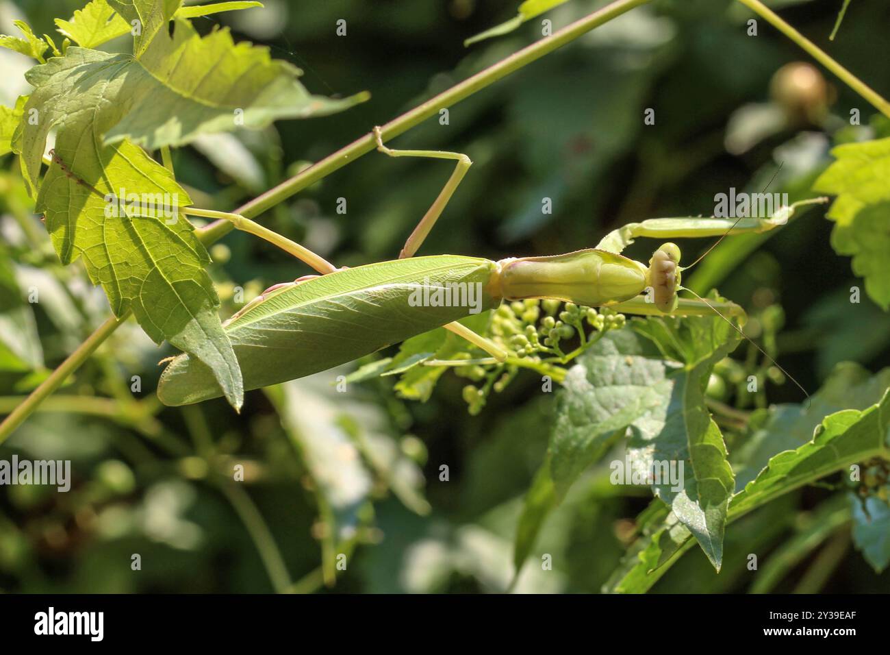 Eine fremde Mantis-Art, grün, Hierodula transkaucasica, in Belgrad, Serbien Stockfoto