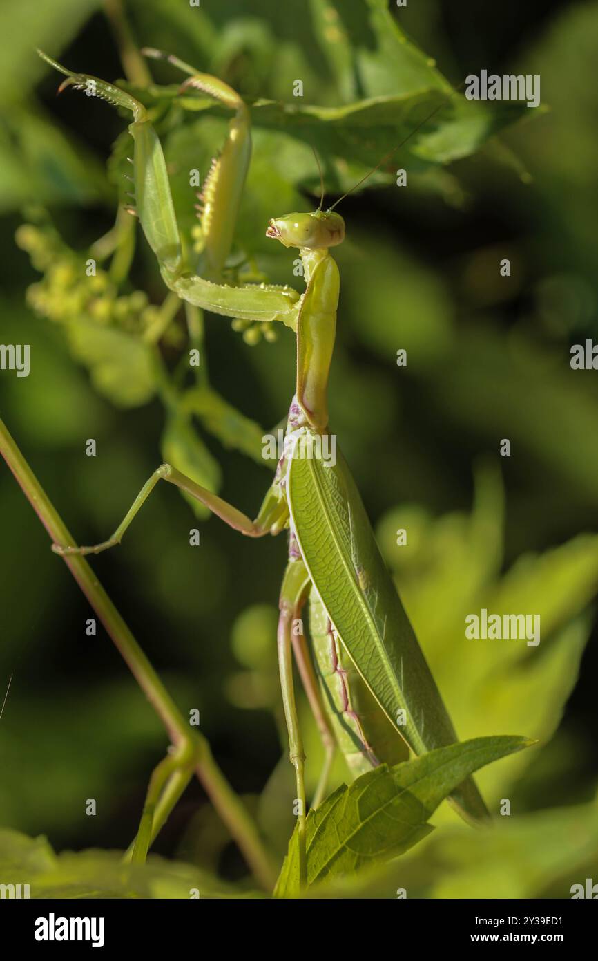 Eine fremde Mantis-Art, grün, Hierodula transkaucasica, in Belgrad, Serbien Stockfoto