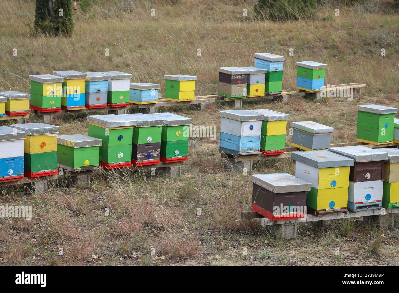 Farbenfroher Holzbienenstock im Deliblato-Sand in Vojvodina, Serbien Stockfoto