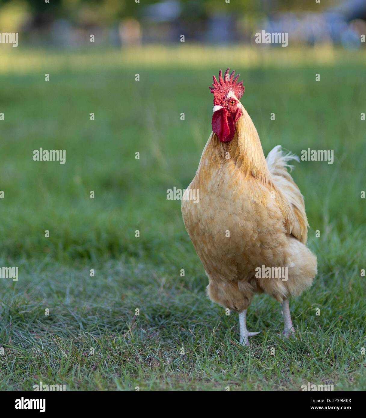 Grünes und grasbewachsenes Feld in der Nähe von Raeford, North Carolina, mit einem freizügigen Orpington-Hahn, der verrückt und bereit zum Kampf aussieht. Stockfoto