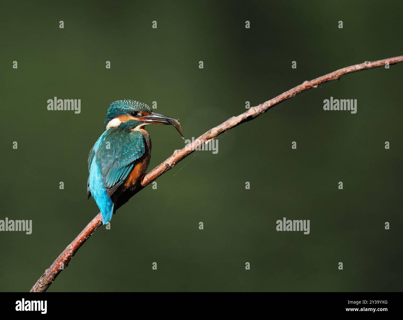 Junge eisvogel werden schnell aus ihren Elterngebieten vertrieben und sind nomadisch, bis sie ihr eigenes Territorium gründen. Stockfoto