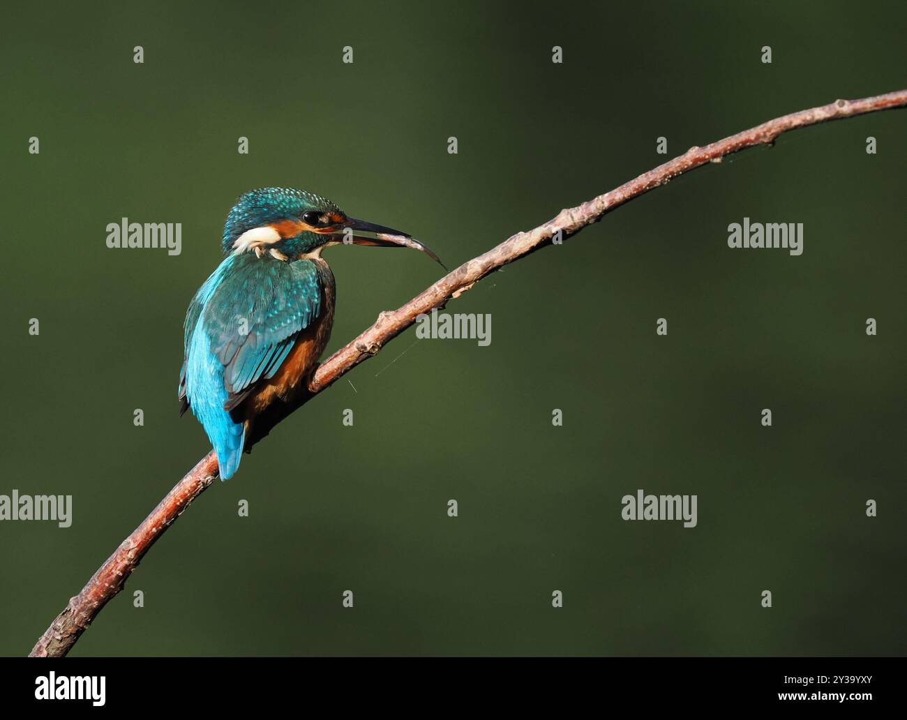 Junge eisvogel werden schnell aus ihren Elterngebieten vertrieben und sind nomadisch, bis sie ihr eigenes Territorium gründen. Stockfoto