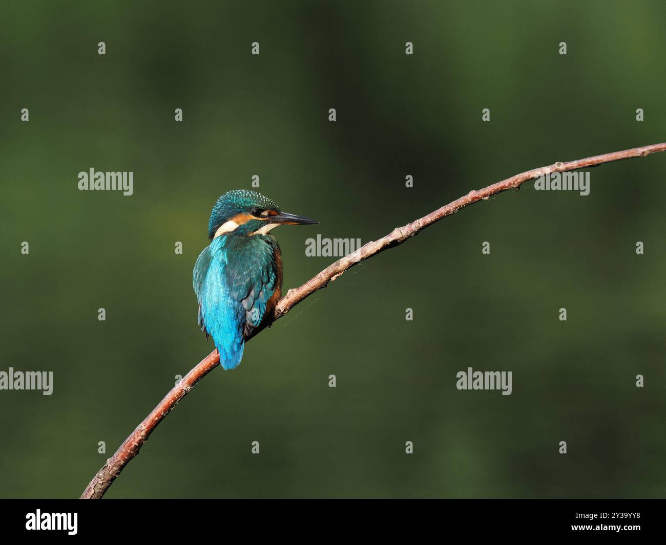 Junge eisvogel werden schnell aus ihren Elterngebieten vertrieben und sind nomadisch, bis sie ihr eigenes Territorium gründen. Stockfoto