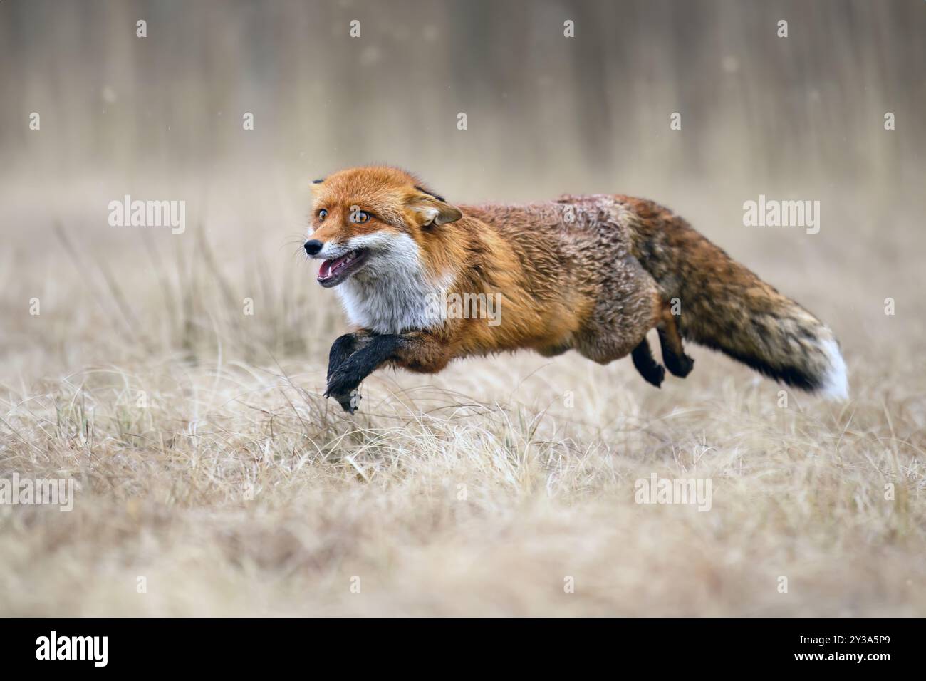 Fuchs bewegt sich in der herbstlichen Natur. Stockfoto