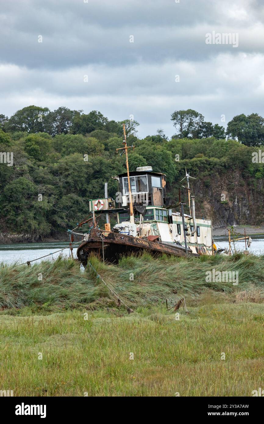 Cannis, ein Thames Tug-Boot, das früher von London & Rochester Trading Co verfiel und auf dem River Torridge verfiel Stockfoto