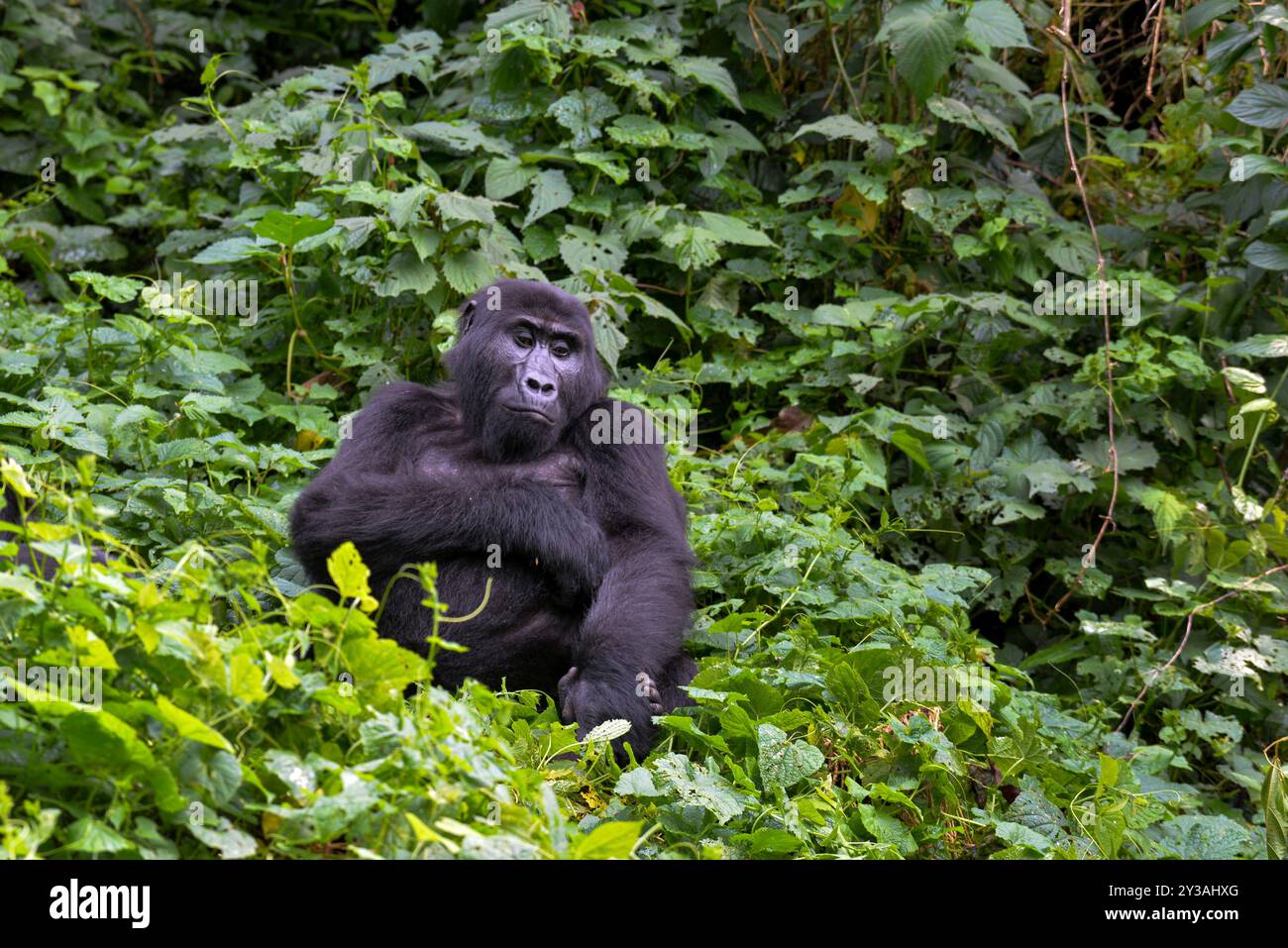 Ein Gorilla im Bwndi Inpenetrable National Park Uganda. Bwindi ist ein UNESCO-Weltkulturerbe. Foto von Matthias Mugisha Stockfoto