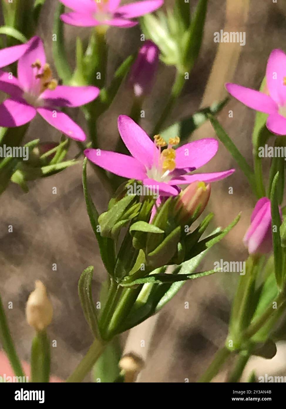 Schlanke Zentaury (Centaurium tenuiflorum) Plantae Stockfoto