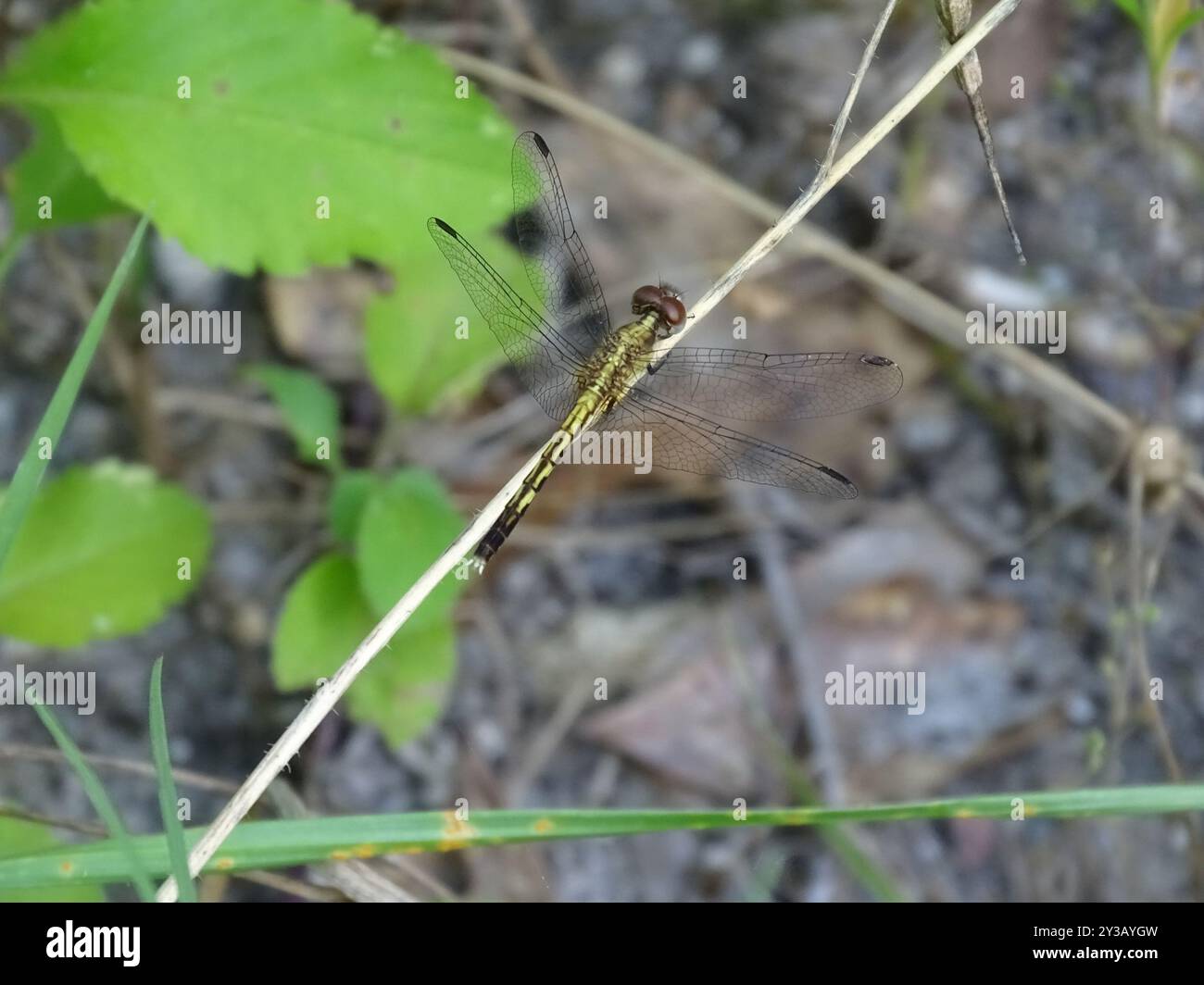 Little Blue Dragonlet (Erythrodiplax minuscula) Insecta Stockfoto