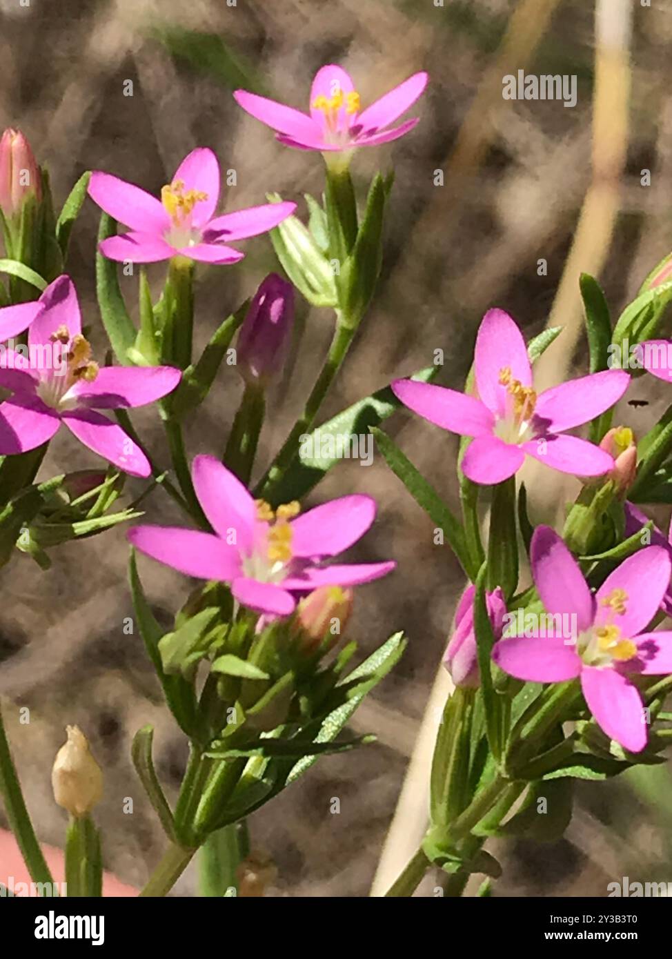 Schlanke Zentaury (Centaurium tenuiflorum) Plantae Stockfoto