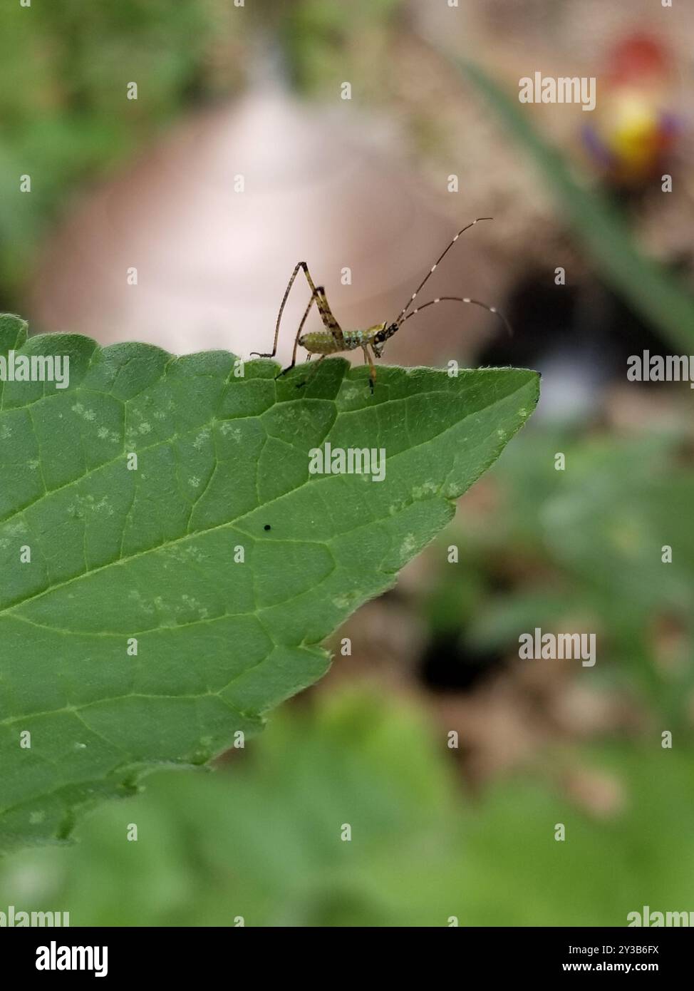 Gabelschwanzbusch Katydid (Scudderia furcata) Insecta Stockfoto