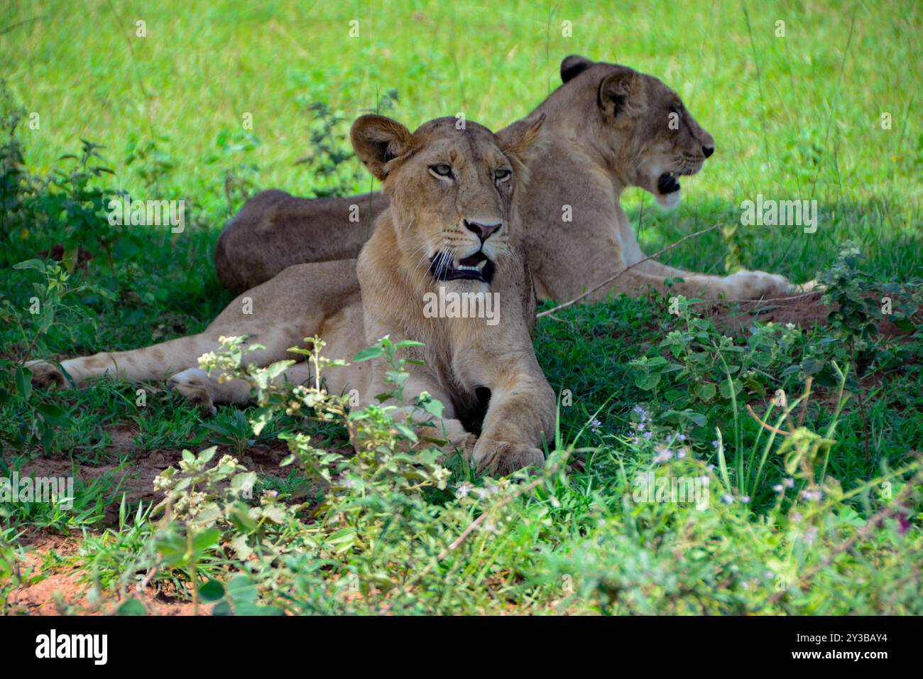 Löwen im Murchison Falls National Park Uganda. Foto von Matthias Mugisha Stockfoto