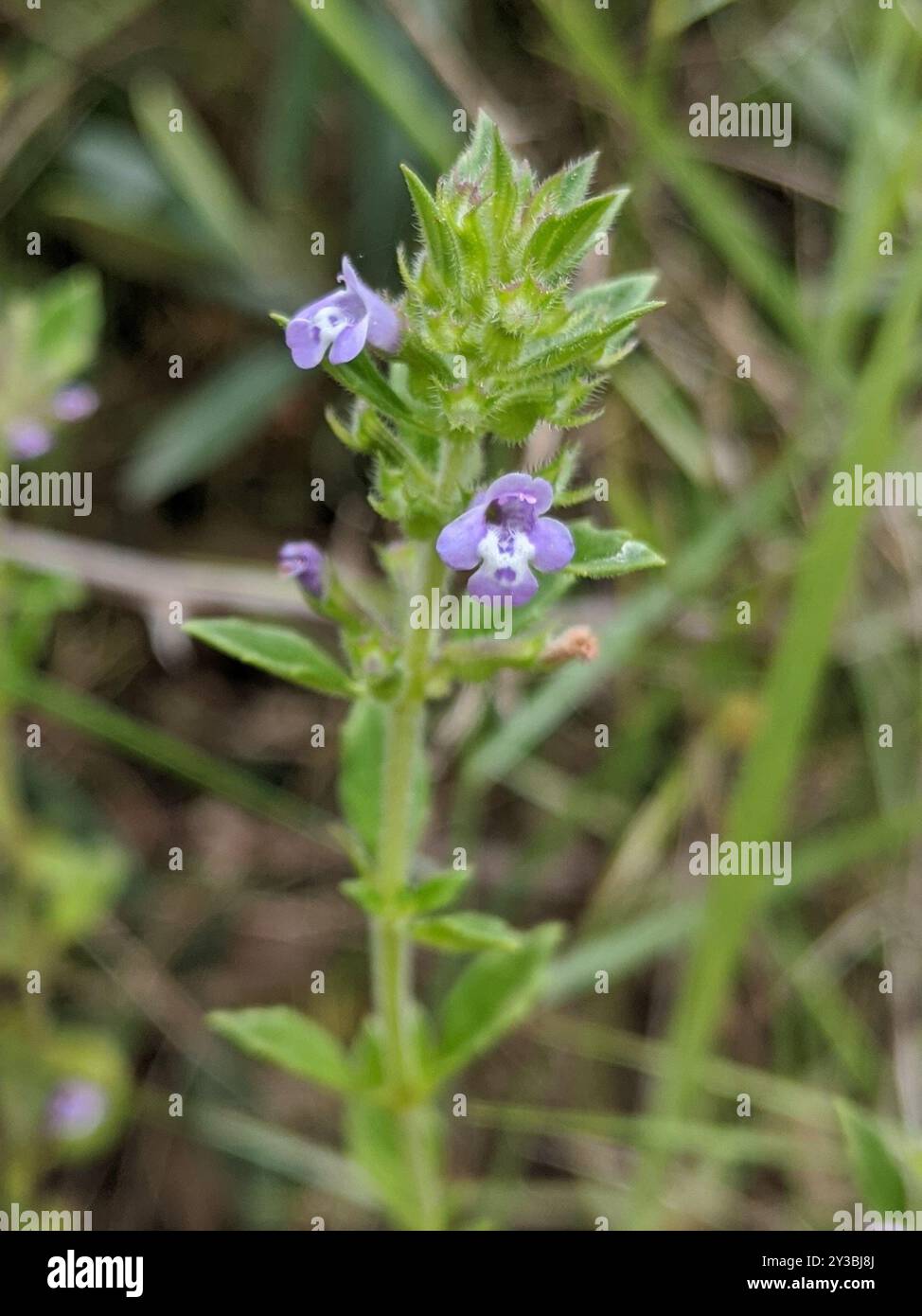 basilikum-Thymian (Clinopodium acinos) Plantae Stockfoto