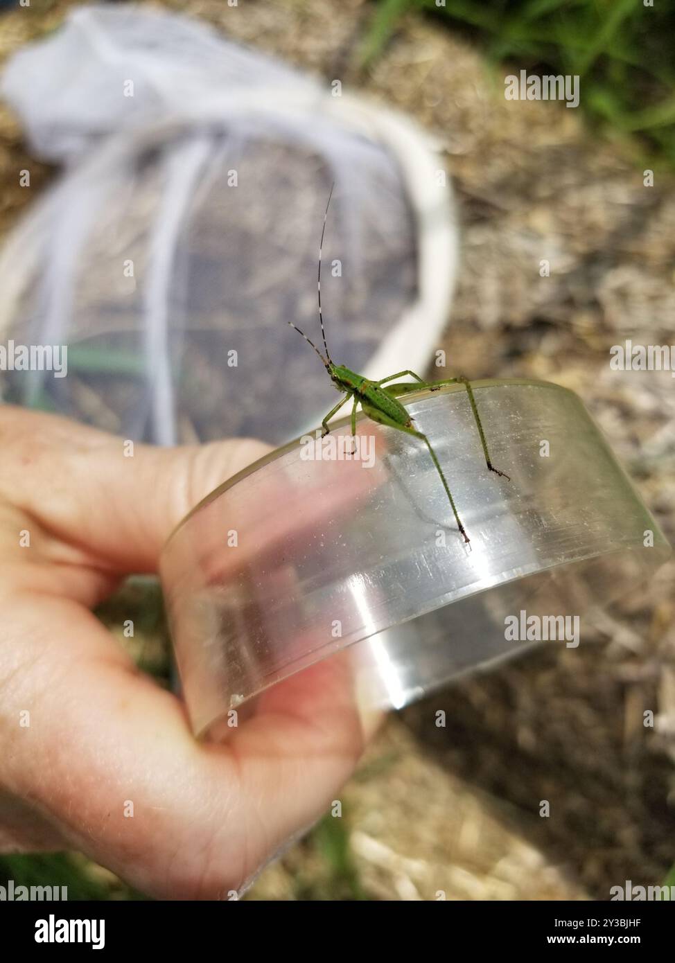 Gabelschwanzbusch Katydid (Scudderia furcata) Insecta Stockfoto