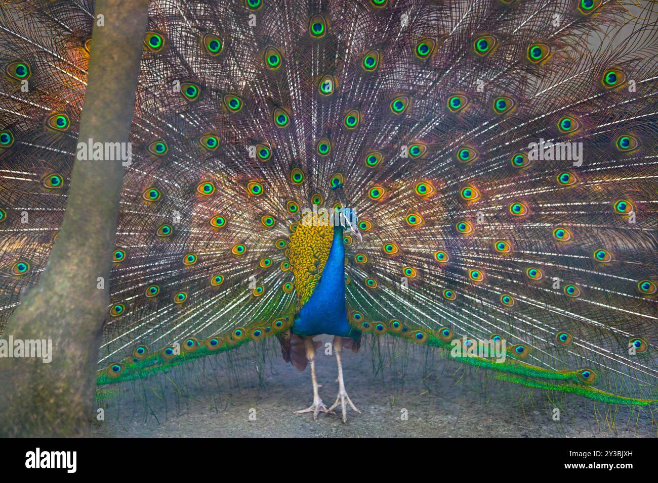 Ein wunderschöner männlicher Pfau mit ausgedehnten Federn, Pfau in voller Blüte, indischer männlicher Pfau zeigt seine schönen Federn und Gefieder Stockfoto