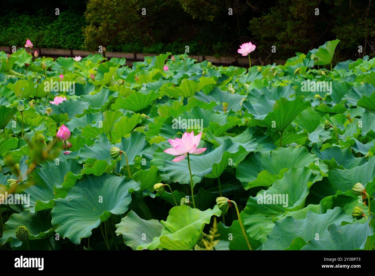 Nelumbo ist eine Gattung von Wasserpflanzen mit großen, auffälligen Blüten Stockfoto