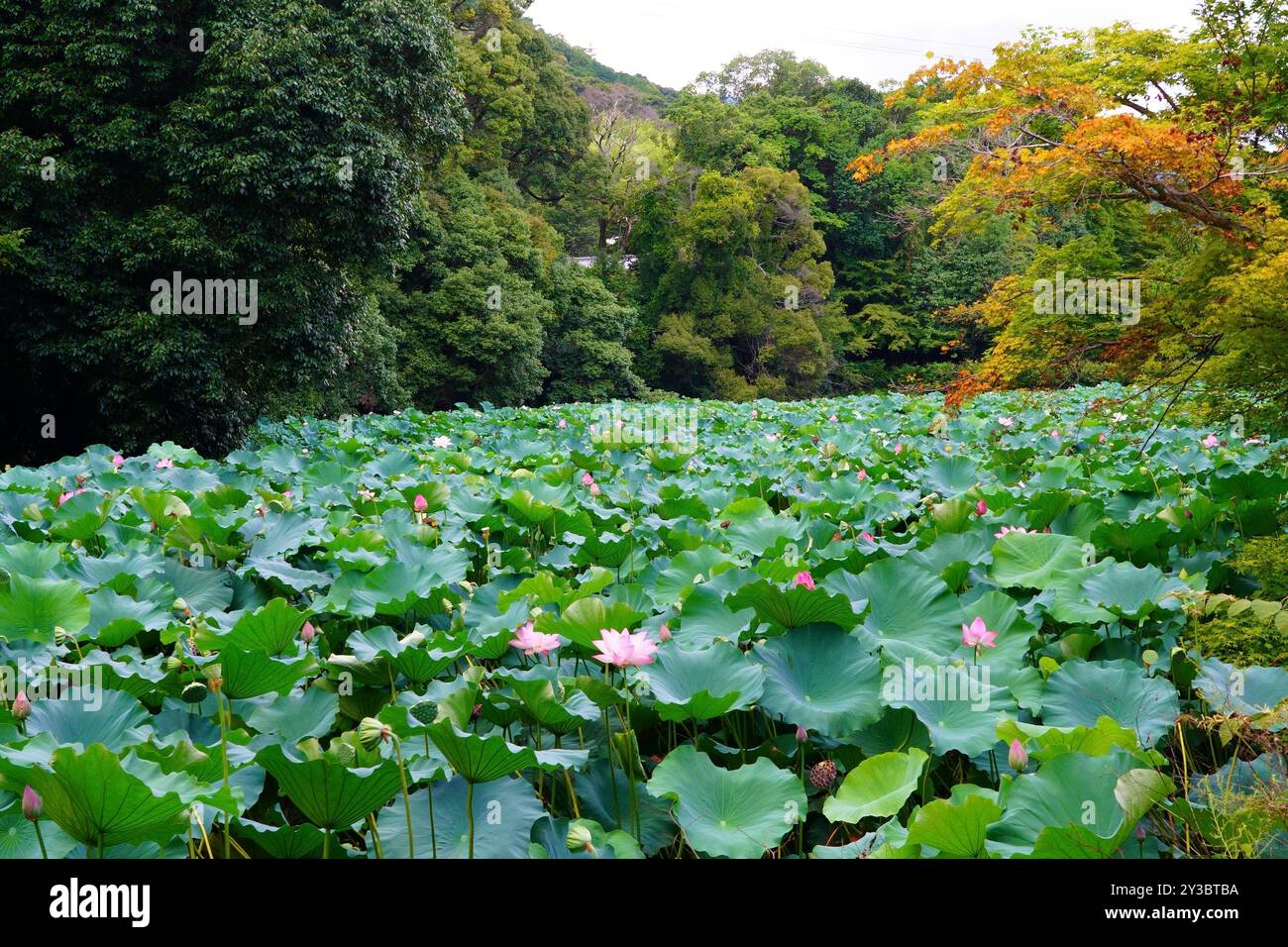 Nelumbo ist eine Gattung von Wasserpflanzen mit großen, auffälligen Blüten Stockfoto