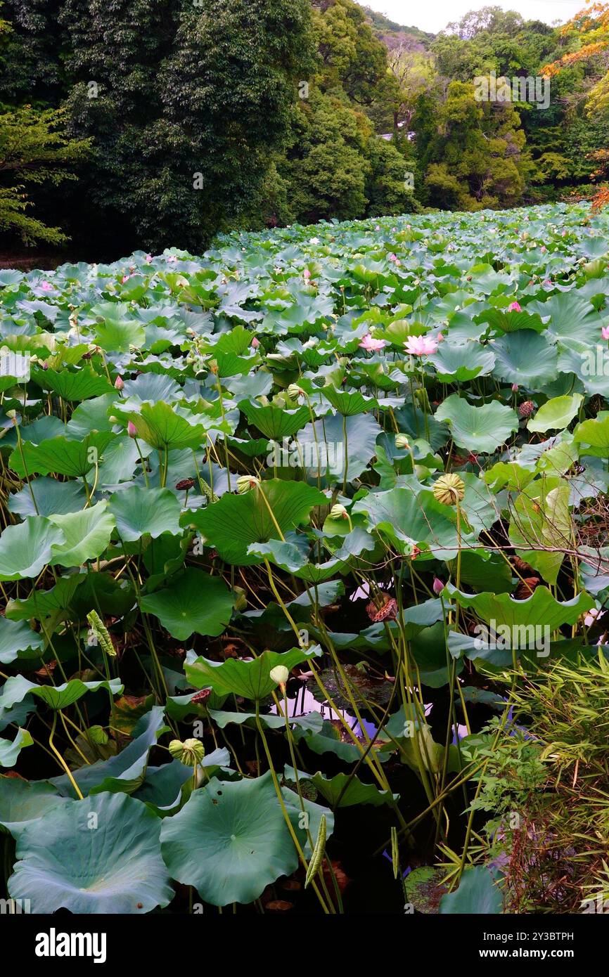 Nelumbo ist eine Gattung von Wasserpflanzen mit großen, auffälligen Blüten Stockfoto