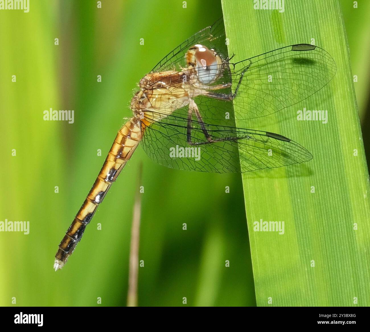 Little Blue Dragonlet (Erythrodiplax minuscula) Insecta Stockfoto