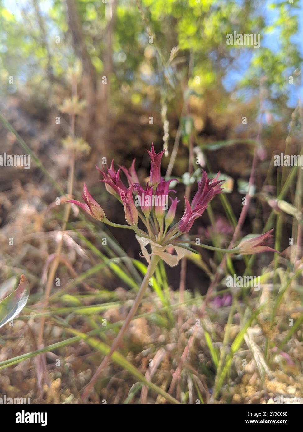 Zwiebel (Allium crispum) Plantae Stockfoto