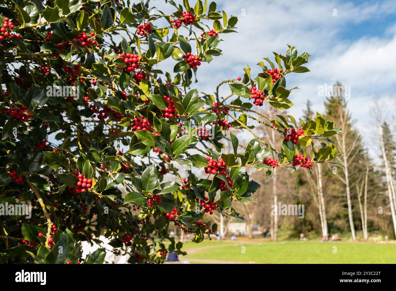 Zürich, Schweiz, 9. März 2024 Ilex aquifolium oder stechpalmenpflanze im Botanischen Garten Stockfoto