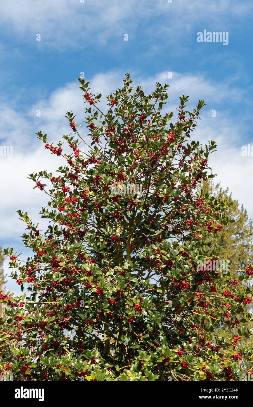 Zürich, Schweiz, 9. März 2024 Ilex aquifolium oder stechpalmenpflanze im Botanischen Garten Stockfoto