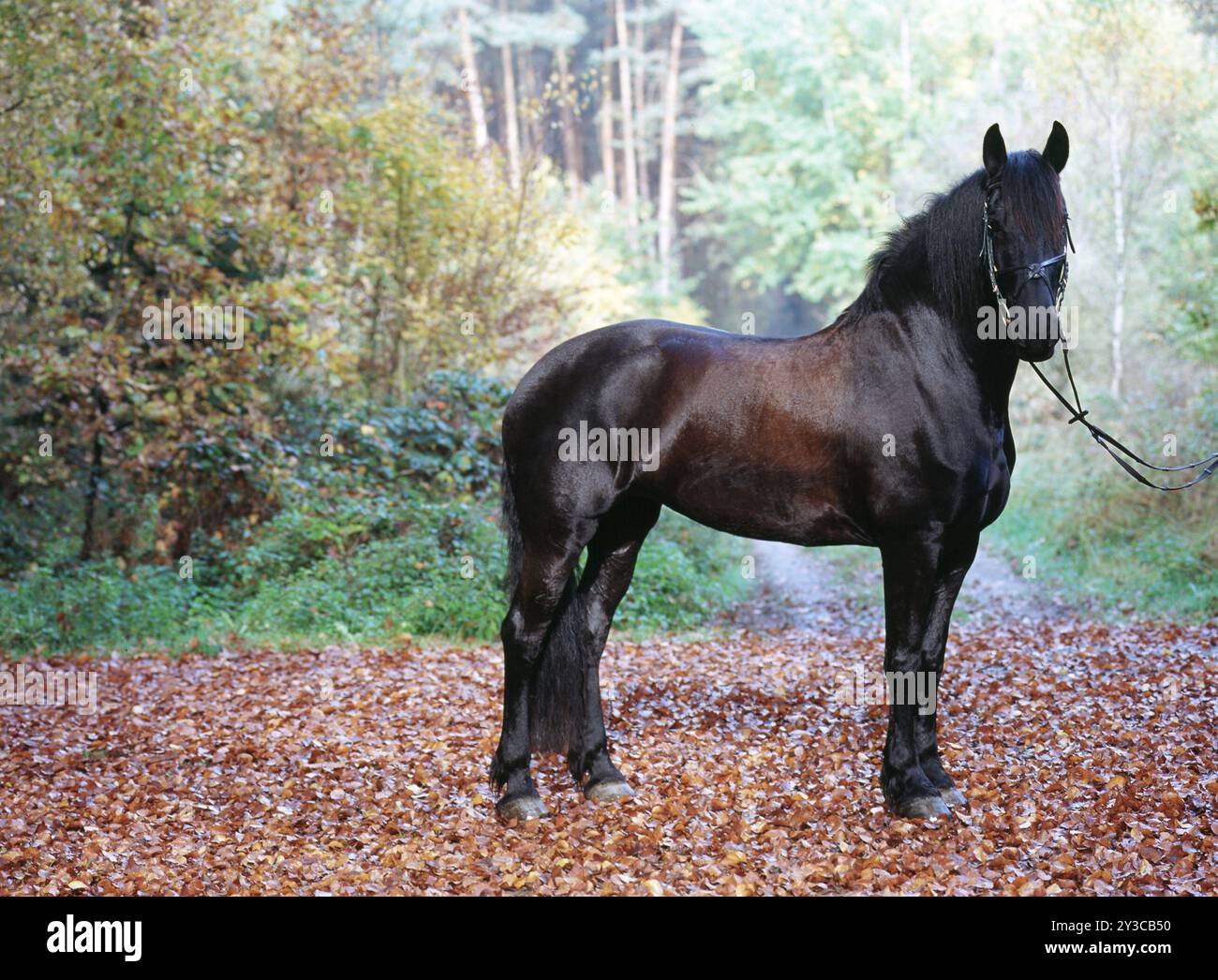 Friesisch, friesisch, schwarz, Pferd, Stute, 6 Jahre alt Stockfoto