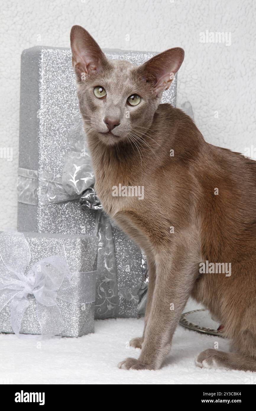 Orientalische Kurzhaarkatze Weihnachtsdekoration Stockfoto