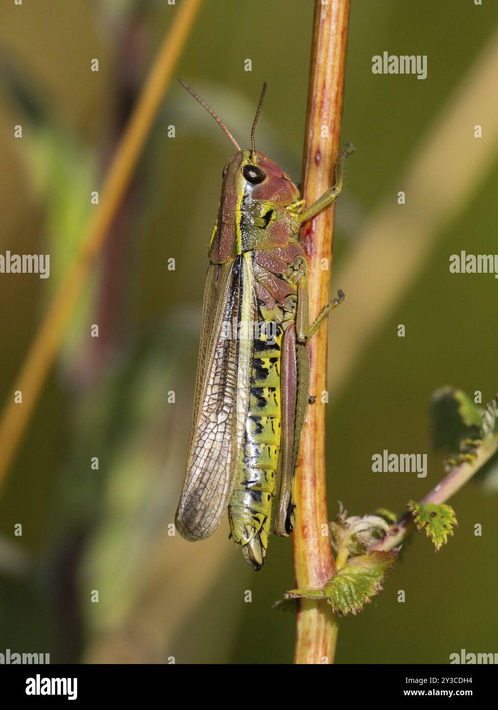 Große Sumpfgrasscheuche (Stethophyma grossum) weiblich, auf Pflanzenstiel ruhend, im Sumpfland, Hessen, Deutschland, Europa Stockfoto