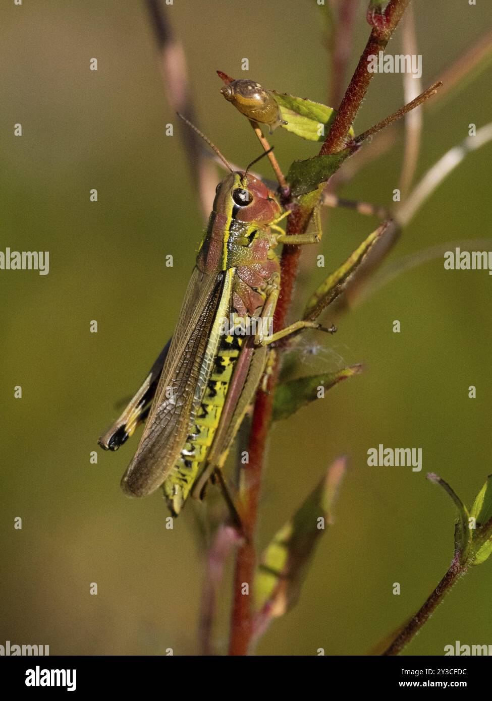 Große Sumpfgrasscheuche (Stethophyma grossum) weiblich, auf Pflanzenstiel ruhend, im Sumpfland, Hessen, Deutschland, Europa Stockfoto