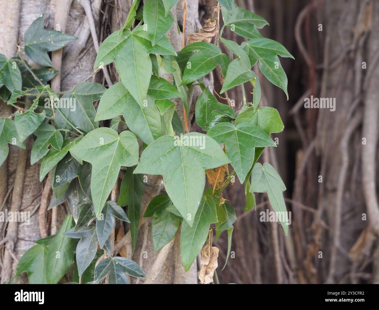 Corkystem Passionsblume (Passiflora suberosa) Plantae Stockfoto