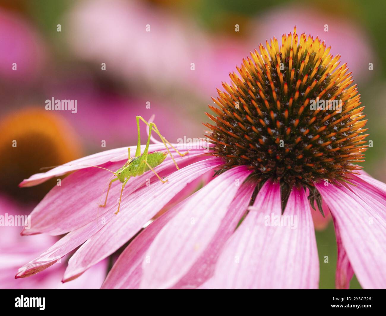 Eine grüne Grashüpfer, die auf dem Blütenblatt einer leuchtenden rosa Echinacea-Blüte in einem Garten thront, weibliche gefleckte Buschgrille (Leptophytes punctatissima), mit Stockfoto