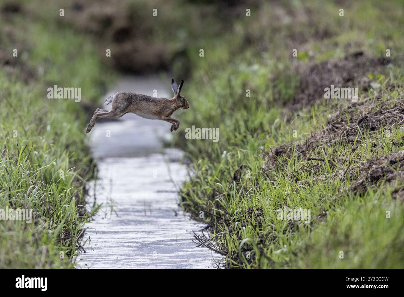 Europäischer Hase (Lepus europaeus), der über einen Graben springt, Emsland, Niedersachsen, Deutschland, Europa Stockfoto