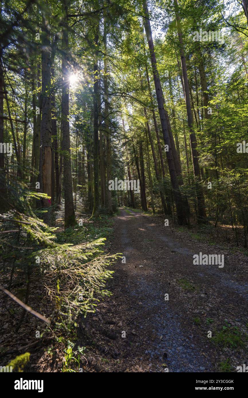 Ein ruhiger Waldweg, gesäumt von hohen Bäumen, durch den die Sonnenstrahlen fallen und die Umgebung erleuchten, Unterhaugstett, Schwarzwald, Deutschland, Stockfoto